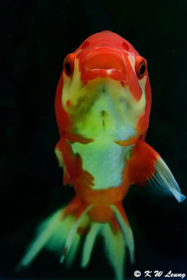 Goldfish DSC_2635