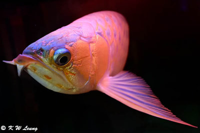 Red Arowana DSC_2954