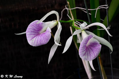 Orchid DSC_2663