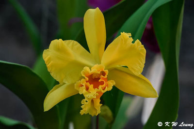 Orchid DSC_3055