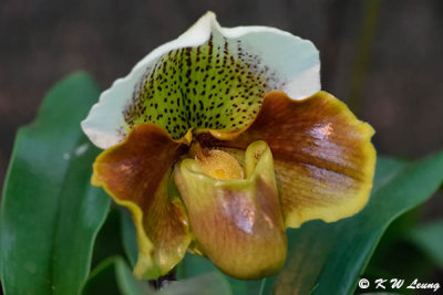 Orchid DSC_3054