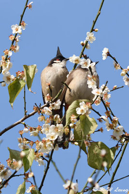 Red-whiskered Bulbul DSC_5124
