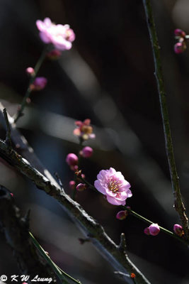 Plum blossom DSC_5299