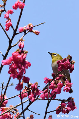 Japanese White-eye DSC_5934