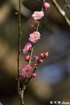 Plum blossom DSC_6335