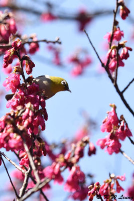 Japanese White-eye DSC_5480