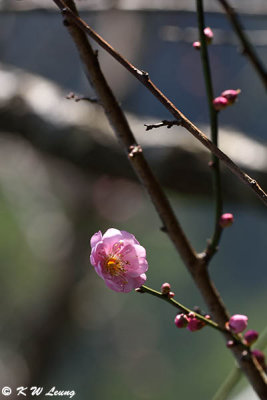 Plum blossom DSC_5306