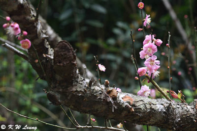 Plum blossom DSC_7062