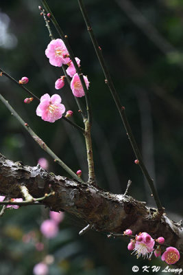Plum blossom DSC_7061