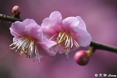 Plum blossom DSC_7122
