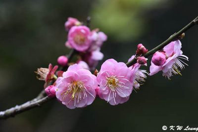Plum blossom (梅花)