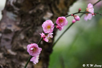 Plum blossom DSC_7243