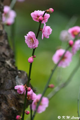Plum blossom DSC_7233