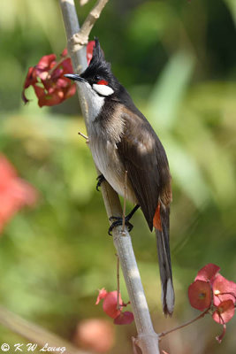 Red-whiskered Bulbul DSC_8912