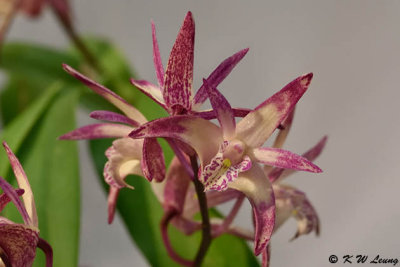 Orchid DSC_0671