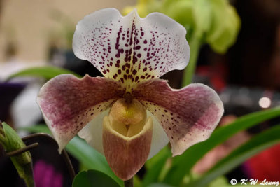 Orchid DSC_0765