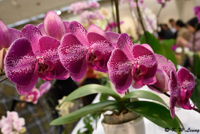 Orchid DSC_0719