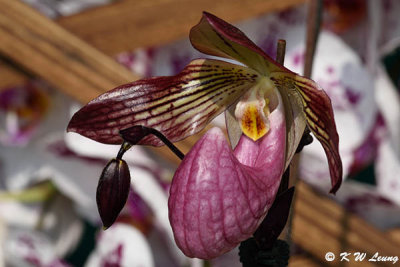 Orchid DSC_2134