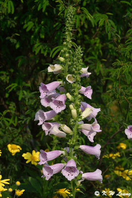 Foxglove DSC_2171