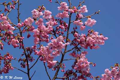 Sakura DSC_3238