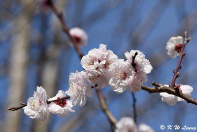 Sakura DSC_3279