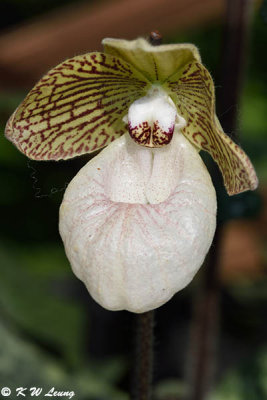 Orchid DSC_2133