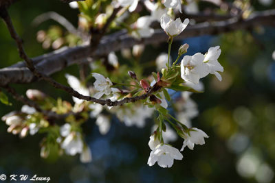 Sakura DSC_3938