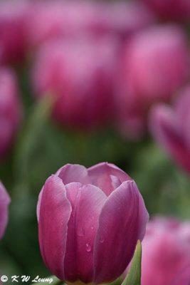 Tulip DSC_2231