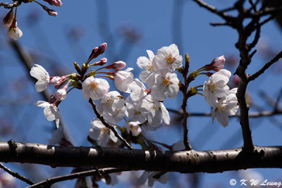 Sakura DSC_3870