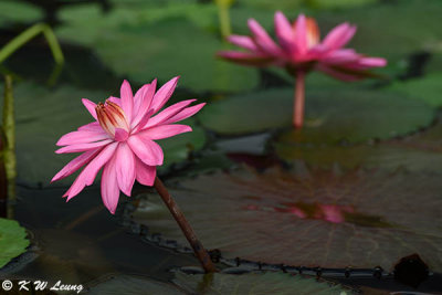 Water Lilies DSC_3193