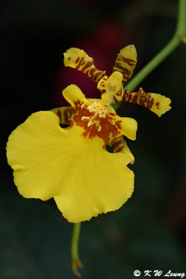 Orchid DSC_2204