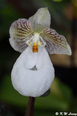 Orchid DSC_2117