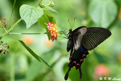 Papilio bianor DSC_4019