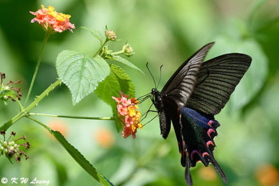 Papilio bianor DSC_4024
