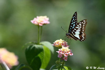 Graphium dosan DSC_4032