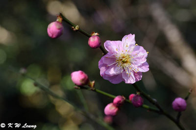 Plum blossom DSC_6241