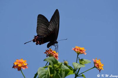 Papilio bianor DSC_3997