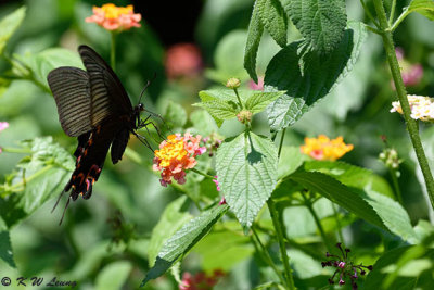 Papilio bianor DSC_4013