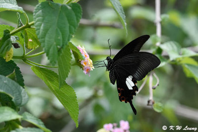 Papilio helenus DSC_4198