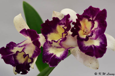 Orchid DSC_0656