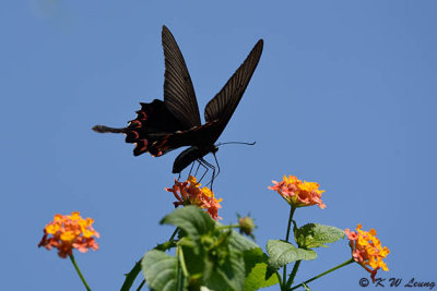 Papilio bianor DSC_3995