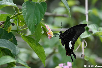 Papilio helenus DSC_4200