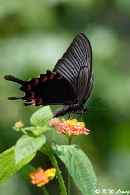 Papilio bianor DSC_4000