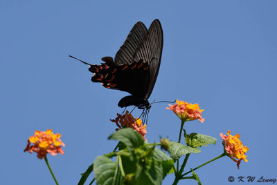 Papilio bianor DSC_3999