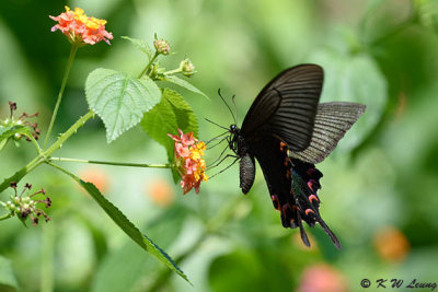 Papilio bianor DSC_4022