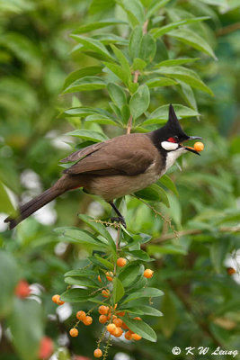 Red-whiskered Bulbul DSC_7325