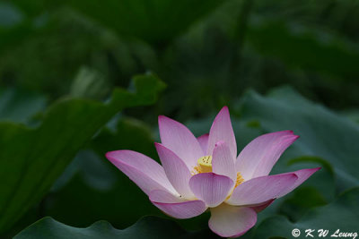 Lotus DSC_3139