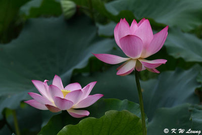 Lotus DSC_3151