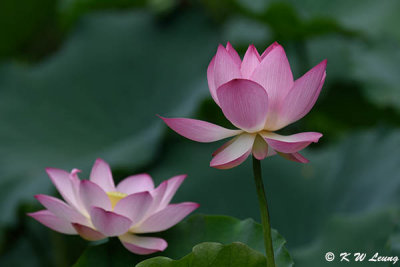 Lotus DSC_3166