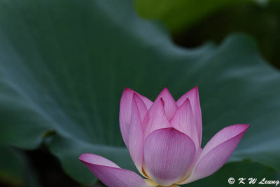 Lotus DSC_4121